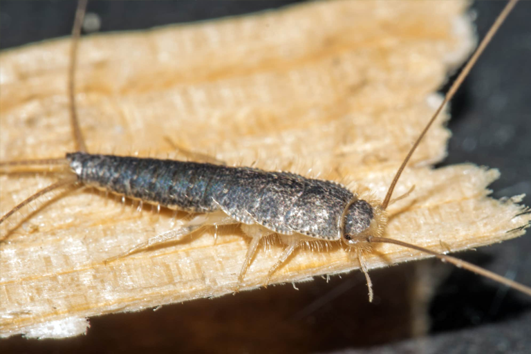 silverfish